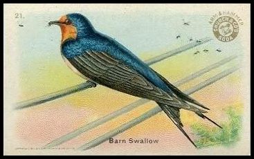 21 Barn Swallow